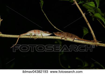 Chameleons (Calumma linotum), couple, Amber Mountain National Park, Diana, Madagascar, Africa View Large Photo Image Stock Image - Chameleons (Calumma linotum), couple, Amber Mountain National Park, Diana, Madagascar, Africa. Fotosearch