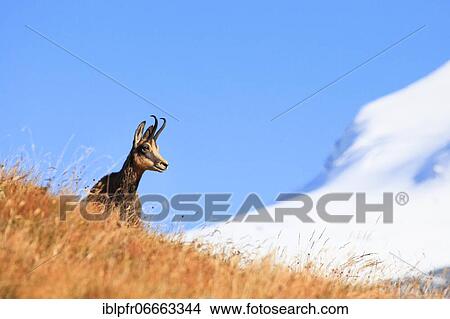 Chamois, chamois, Rupicapra Rupikapra, Alpine Chamois, female, Valais, Switzerland, Europe View Large Photo Image Picture - Chamois, chamois, Rupicapra Rupikapra, Alpine Chamois, female, Valais, Switzerland, Europe. Fotosearch