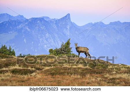 Chamois, chamois, Rupicapra Rupikapra, Alpine Chamois, female, female ibex on the Niederhorn with Stockhorn in the background, 2190 m, Bernese Oberland, Bern, Switzerland, Europe View Large Photo Image Stock Image - Chamois, chamois, Rupicapra Rupikapra, Alpine Chamois, female, female ibex on the Niederhorn with Stockhorn in the background, 2190 m, Bernese Oberland, Bern, Switzerland, Europe. Fotosearch