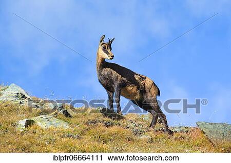 Stock Image - Chamois (Rupicapra rupicapra), Alpine chamois, female, Valais, Switzerland, Europe. Fotosearch