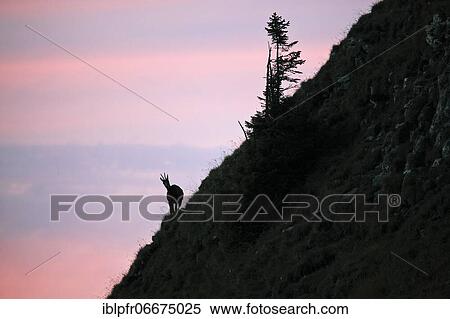 Chamois (Rupicapra rupicapra), Alpine chamois, female, female rock deer at the Niederhorn, Bernese Oberland, Bern, Switzerland, Europe View Large Photo Image Stock Photography - Chamois (Rupicapra rupicapra), Alpine chamois, female, female rock deer at the Niederhorn, Bernese Oberland, Bern, Switzerland, Europe. Fotosearch