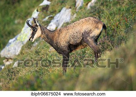 Picture - Chamois (Rupicapra rupicapra), chamois, Alpine Chamois, Niederhorn, Switzerland, Europe. Fotosearch