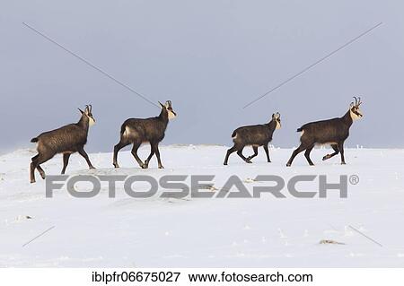 Chamois (Rupicapra rupicapra), chamois, Alpine Chamois, Switzerland, Europe View Large Photo Image Stock Photo - Chamois (Rupicapra rupicapra), chamois, Alpine Chamois, Switzerland, Europe. Fotosearch
