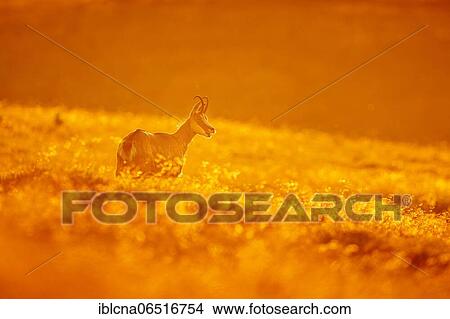 Picture - Chamois (Rupicapra rupicapra), Vosges, France, Europe. Fotosearch