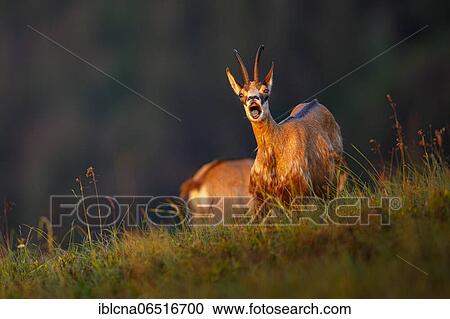 Chamois (Rupicapra rupicapra), Vosges, France, Europe View Large Photo Image Stock Image - Chamois (Rupicapra rupicapra), Vosges, France, Europe. Fotosearch
