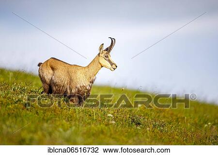 Stock Image - Chamois (Rupicapra rupicapra), Vosges, France, Europe. Fotosearch