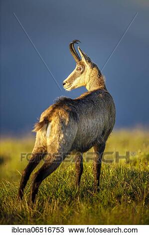 Chamois (Rupicapra rupicapra), Vosges, France, Europe View Large Photo Image Stock Image - Chamois (Rupicapra rupicapra), Vosges, France, Europe. Fotosearch