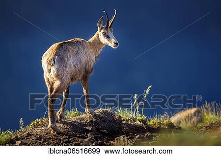 Stock Photo - Chamois (Rupicapra rupicapra), Vosges, France, Europe. Fotosearch