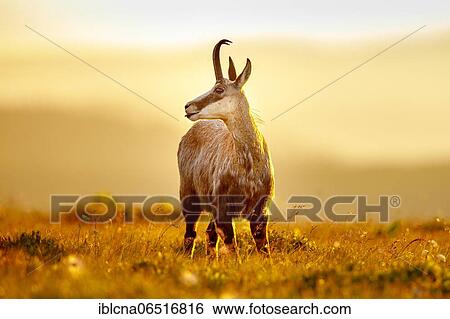 Stock Photograph - Chamois (Rupicapra rupicapra), Vosges, France, Europe. Fotosearch