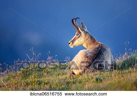 Chamois (Rupicapra rupicapra), Vosges, France, Europe View Large Photo Image Stock Photography - Chamois (Rupicapra rupicapra), Vosges, France, Europe. Fotosearch