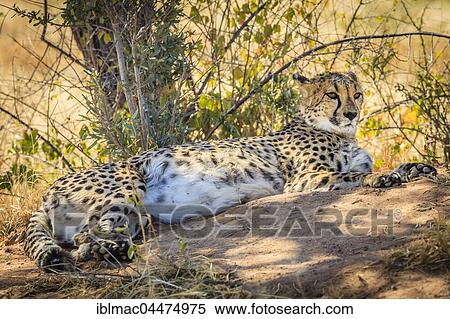 Cheetah (Acinonyx jubatus), captive, Okonjima AfriCat Foundation, Otjiwarongo, Namibia, Africa View Large Photo Image Stock Photography - Cheetah (Acinonyx jubatus), captive, Okonjima AfriCat Foundation, Otjiwarongo, Namibia, Africa. Fotosearch