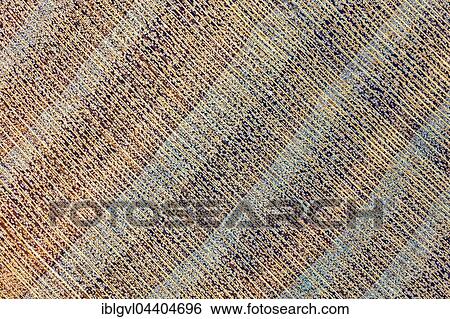 Stock Photograph - Cherry, cherry wood, polished, cross section of the trunk, photomicrograph, doubled in size, incident light. Fotosearch