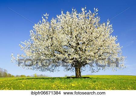 Picture - Cherry tree in spring, Prunus avium, Basel-Land, Switzerland, Europe. Fotosearch