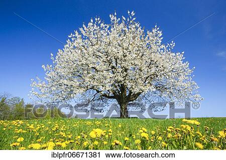 Cherry tree in spring, Prunus avium, Basel-Land, Switzerland, Europe View Large Photo Image Stock Image - Cherry tree in spring, Prunus avium, Basel-Land, Switzerland, Europe. Fotosearch