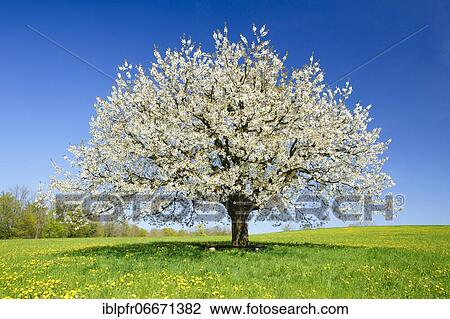 Stock Image - Cherry tree in spring, Prunus avium, Basel-Land, Switzerland, Europe. Fotosearch