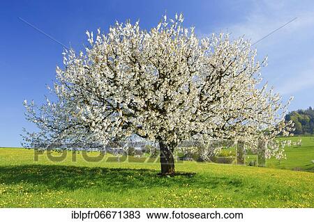 Stock Image - Cherry tree in spring, Prunus avium, Basel-Land, Switzerland, Europe. Fotosearch