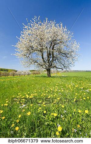 Cherry tree in spring, Prunus avium, Basel-Land, Switzerland, Europe View Large Photo Image Stock Photo - Cherry tree in spring, Prunus avium, Basel-Land, Switzerland, Europe. Fotosearch