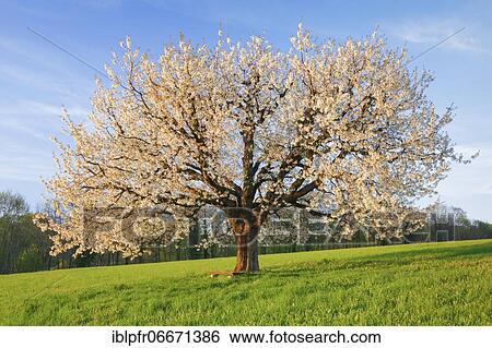Cherry tree in spring, Prunus avium, Basel-Land, Switzerland, Europe View Large Photo Image Stock Photograph - Cherry tree in spring, Prunus avium, Basel-Land, Switzerland, Europe. Fotosearch