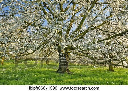 Cherry tree in spring, Prunus avium, Switzerland, Europe View Large Photo Image Stock Photograph - Cherry tree in spring, Prunus avium, Switzerland, Europe. Fotosearch