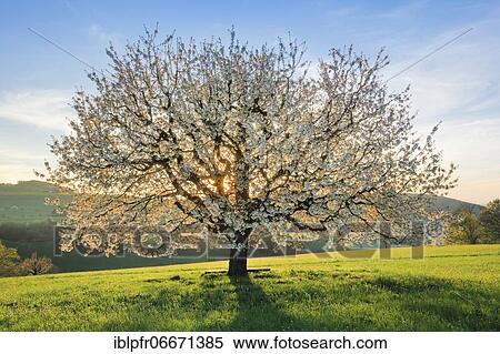 Cherry tree in spring, Prunus avium, Basel-Land, Switzerland, Europe View Large Photo Image Stock Photography - Cherry tree in spring, Prunus avium, Basel-Land, Switzerland, Europe. Fotosearch