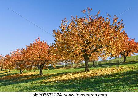 Picture - Cherry trees in autumn (Prunus avium), Basel-Landschaft, Switzerland, Europe. Fotosearch