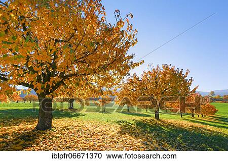 Stock Image - Cherry trees in autumn (Prunus avium), Basel-Landschaft, Switzerland, Europe. Fotosearch