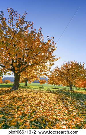 Cherry trees in autumn (Prunus avium), Basel-Landschaft, Switzerland, Europe View Large Photo Image Stock Image - Cherry trees in autumn (Prunus avium), Basel-Landschaft, Switzerland, Europe. Fotosearch