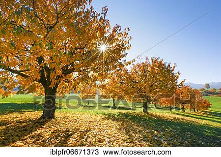 Stock Image - Cherry trees in autumn (Prunus avium), Basel-Landschaft, Switzerland, Europe. Fotosearch
