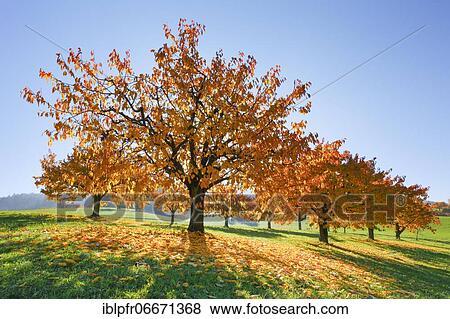Cherry trees in autumn (Prunus avium), Basel-Landschaft, Switzerland, Europe View Large Photo Image Stock Photo - Cherry trees in autumn (Prunus avium), Basel-Landschaft, Switzerland, Europe. Fotosearch