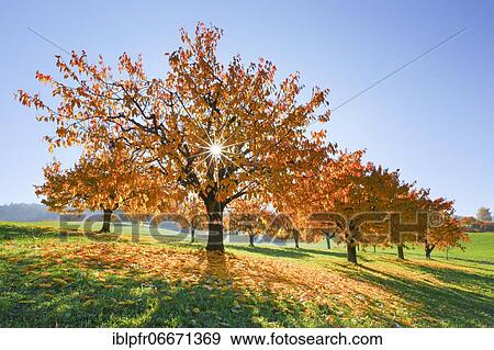 Cherry trees in autumn (Prunus avium), Basel-Landschaft, Switzerland, Europe View Large Photo Image Stock Photo - Cherry trees in autumn (Prunus avium), Basel-Landschaft, Switzerland, Europe. Fotosearch