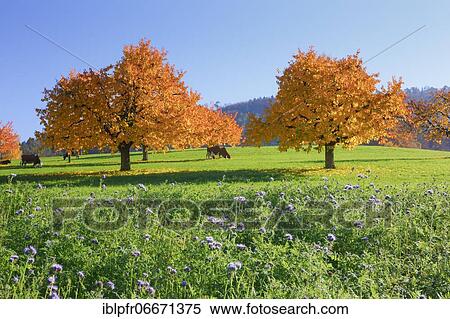 Cherry trees in autumn, Prunus avium, Switzerland, Europe View Large Photo Image Stock Photography - Cherry trees in autumn, Prunus avium, Switzerland, Europe. Fotosearch
