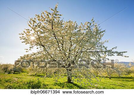 Cherry trees in spring, Prunus avium, Switzerland, Europe View Large Photo Image Picture - Cherry trees in spring, Prunus avium, Switzerland, Europe. Fotosearch