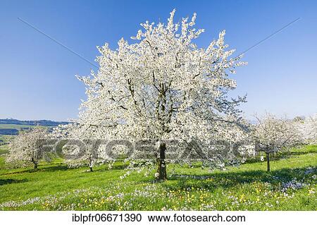 Cherry trees in spring, Prunus avium, Switzerland, Europe View Large Photo Image Stock Image - Cherry trees in spring, Prunus avium, Switzerland, Europe. Fotosearch