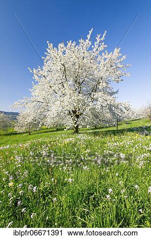 Cherry trees in spring, Prunus avium, Switzerland, Europe View Large Photo Image Stock Image - Cherry trees in spring, Prunus avium, Switzerland, Europe. Fotosearch