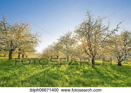 Cherry trees in spring, Prunus avium, Switzerland, Europe View Large Photo Image Stock Image - Cherry trees in spring, Prunus avium, Switzerland, Europe. Fotosearch