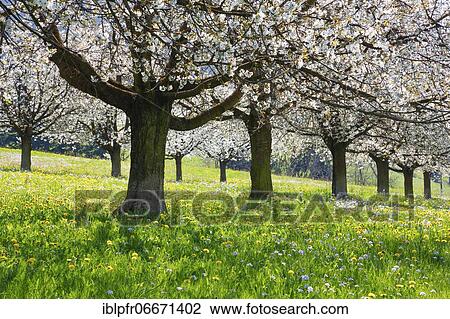 Cherry trees in spring, Prunus avium, Switzerland, Europe View Large Photo Image Stock Image - Cherry trees in spring, Prunus avium, Switzerland, Europe. Fotosearch