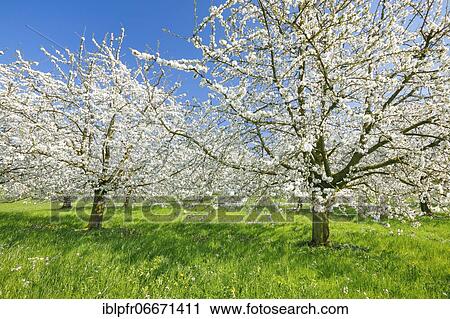 Cherry trees in spring, Prunus avium, Switzerland, Europe View Large Photo Image Stock Image - Cherry trees in spring, Prunus avium, Switzerland, Europe. Fotosearch