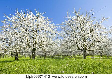 Cherry trees in spring, Prunus avium, Switzerland, Europe View Large Photo Image Stock Image - Cherry trees in spring, Prunus avium, Switzerland, Europe. Fotosearch