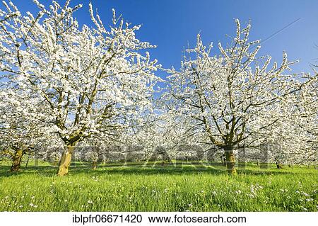 Cherry trees in spring, Prunus avium, Switzerland, Europe View Large Photo Image Stock Image - Cherry trees in spring, Prunus avium, Switzerland, Europe. Fotosearch