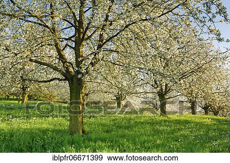 Cherry trees in spring, Prunus avium, Switzerland, Europe View Large Photo Image Stock Photo - Cherry trees in spring, Prunus avium, Switzerland, Europe. Fotosearch