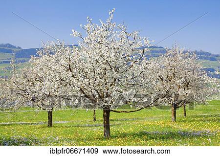 Stock Photo - Cherry trees in spring, Prunus avium, Switzerland, Europe. Fotosearch