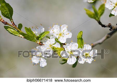 Cherry trees in spring, Prunus avium, Switzerland, Europe View Large Photo Image Stock Photo - Cherry trees in spring, Prunus avium, Switzerland, Europe. Fotosearch