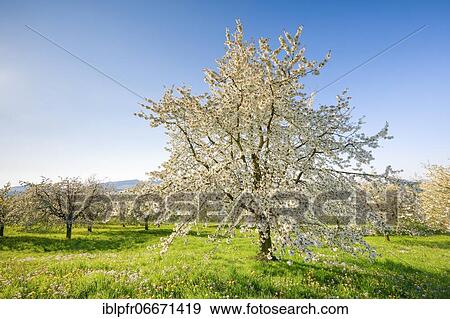 Cherry trees in spring, Prunus avium, Switzerland, Europe View Large Photo Image Stock Photo - Cherry trees in spring, Prunus avium, Switzerland, Europe. Fotosearch