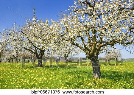Stock Photograph - Cherry trees in spring, Prunus avium, Basel-Land, Switzerland, Europe. Fotosearch