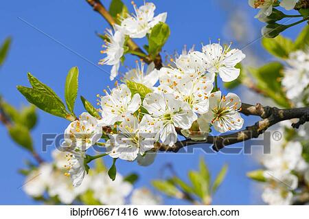 Cherry trees in spring, Prunus avium, Switzerland, Europe View Large Photo Image Stock Photograph - Cherry trees in spring, Prunus avium, Switzerland, Europe. Fotosearch