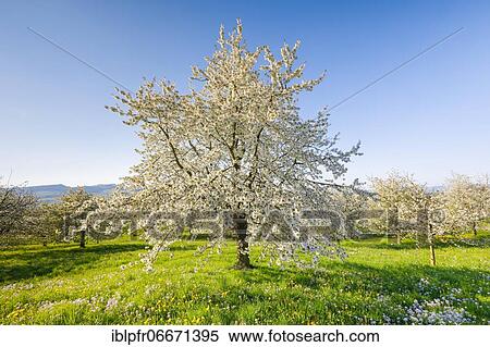 Cherry trees in spring, Prunus avium, Switzerland, Europe View Large Photo Image Stock Photography - Cherry trees in spring, Prunus avium, Switzerland, Europe. Fotosearch