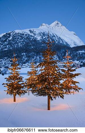 Stock Image - Christmas trees near Silvaplana, Piz Polaschin in the background, Switzerland, Europe. Fotosearch