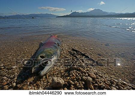 Chum salmon (Oncorhynchus keta), dead after spawning, Kamchatka, Russia, Europe View Large Photo Image Stock Image - Chum salmon (Oncorhynchus keta), dead after spawning, Kamchatka, Russia, Europe. Fotosearch