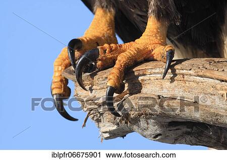 Claws of Bald eagle (Haliaeetus leucocephalus), Homer, Kenai Peninsula, Alaska, USA, North America View Large Photo Image Stock Image - Claws of Bald eagle (Haliaeetus leucocephalus), Homer, Kenai Peninsula, Alaska, USA, North America. Fotosearch