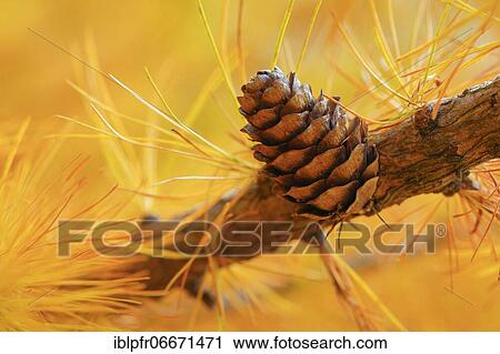 Close-up of a larch cone in autumn, Switzerland, Europe View Large Photo Image Stock Image - Close-up of a larch cone in autumn, Switzerland, Europe. Fotosearch